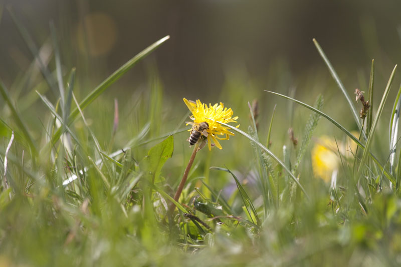 flower with bee